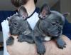 Puppies for sale Latvia, Gulbene French Bulldog