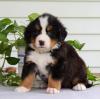 Puppies for sale Ireland, Carrigaline Bernese Mountain Dog