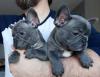 Puppies for sale Belgium, Gant French Bulldog