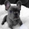 Puppies for sale Ireland, Dublin French Bulldog