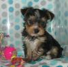 Puppies for sale Romania, Constanta , Yourkie