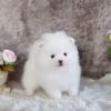 Puppies for sale USA, New Hampshire Pomeranian Spitz