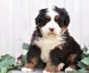 Puppies for sale Italy, Salerno Bernese Mountain Dog