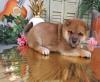 Puppies for sale Sweden, Kalmar Other breed, SHIBA INU