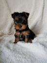 Puppies for sale Greece, Heraklion Yorkshire Terrier