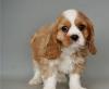 Puppies for sale Greece, Thessaloniki King Charles Spaniel