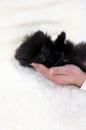 Puppies for sale France, Grenoble Pomeranian Spitz