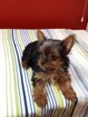 Puppies for sale Sweden, Goteborg Yorkshire Terrier