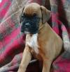 Puppies for sale Ireland, Cork Boxer