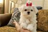 Puppies for sale United Kingdom, Yorkshire Maltese