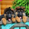 Puppies for sale Spain, Badalona German Shepherd Dog