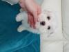 Puppies for sale Cyprus, Limassol Maltese