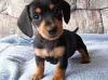 Puppies for sale Finland, Lapperanta Dachshund