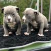 Puppies for sale Ireland, Dublin American Pit-Bull Terrier