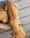 Puppies for sale Ireland, Dublin Rhodesian Ridgeback