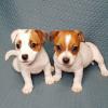 Puppies for sale Poland, Jani Jack Russell Terrier