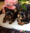 Puppies for sale Denmark, Aalborg Yorkshire Terrier