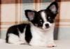 Puppies for sale Ireland, Dublin Chihuahua