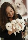 Puppies for sale United Kingdom, Southport Pomeranian Spitz, Pomeranian