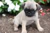 Puppies for sale Kazakhstan, Taldykorgan Pug