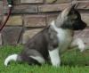 Puppies for sale Ireland, Cobh Akita