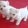 Puppies for sale Spain, Barcelona Maltese