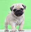 Puppies for sale Tajikistan, Dushanbe Pug
