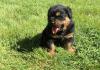 Puppies for sale Latvia, Bauska Rottweiler