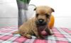 Puppies for sale Ireland, Cork Other breed, CAIN TERRIER