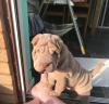 Puppies for sale United Kingdom, Aberdeen Shar Pei