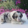 Puppies for sale Sweden, Malmo Australian Shepherd