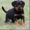 Puppies for sale Germany, Frankfurt an der Oder Rottweiler