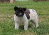 Puppies for sale Ireland, Tramore Akita