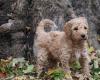 Puppies for sale USA, Minnesota Poodle