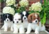 Puppies for sale Sweden, Stockholm King Charles Spaniel