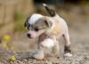 Puppies for sale Ireland, Dublin Chinese crested dog