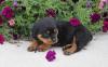 Puppies for sale Bulgaria, Sofia Rottweiler