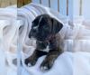 Puppies for sale Ireland, Dublin Boxer