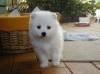 Puppies for sale Ireland, Dublin Spitz