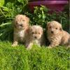 Puppies for sale Ireland, Dublin Other breed, maltipoo