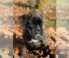 Puppies for sale Sweden, Esbjerg Boxer