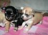 Puppies for sale Spain, Figeyras Chihuahua