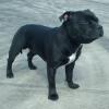 Puppies for sale Lithuania, Gargzdai Staffordshire Bull Terrier