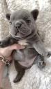 Puppies for sale Sweden, Helsingborg French Bulldog