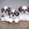 Puppies for sale Italy, Rome Shih Tzu