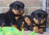 Puppies for sale Latvia, Riga Rottweiler