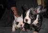 Puppies for sale Sweden, Stockholm French Bulldog, French Bulldog