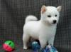 Puppies for sale Spain, Barcelona Other breed, Shiba Inu Puppies