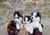 Puppies for sale Ireland, Cork Haski, Siberian Husky
