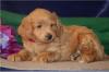 Puppies for sale Ukraine, Ternopil , havapoo puppies